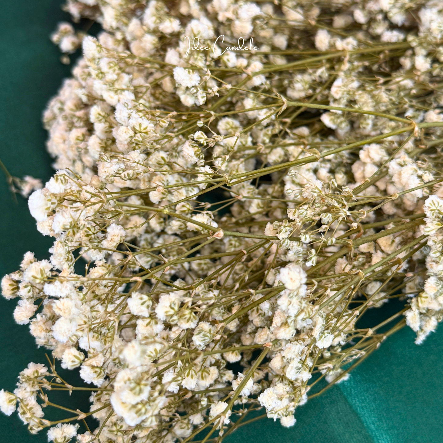 Nebbiolina