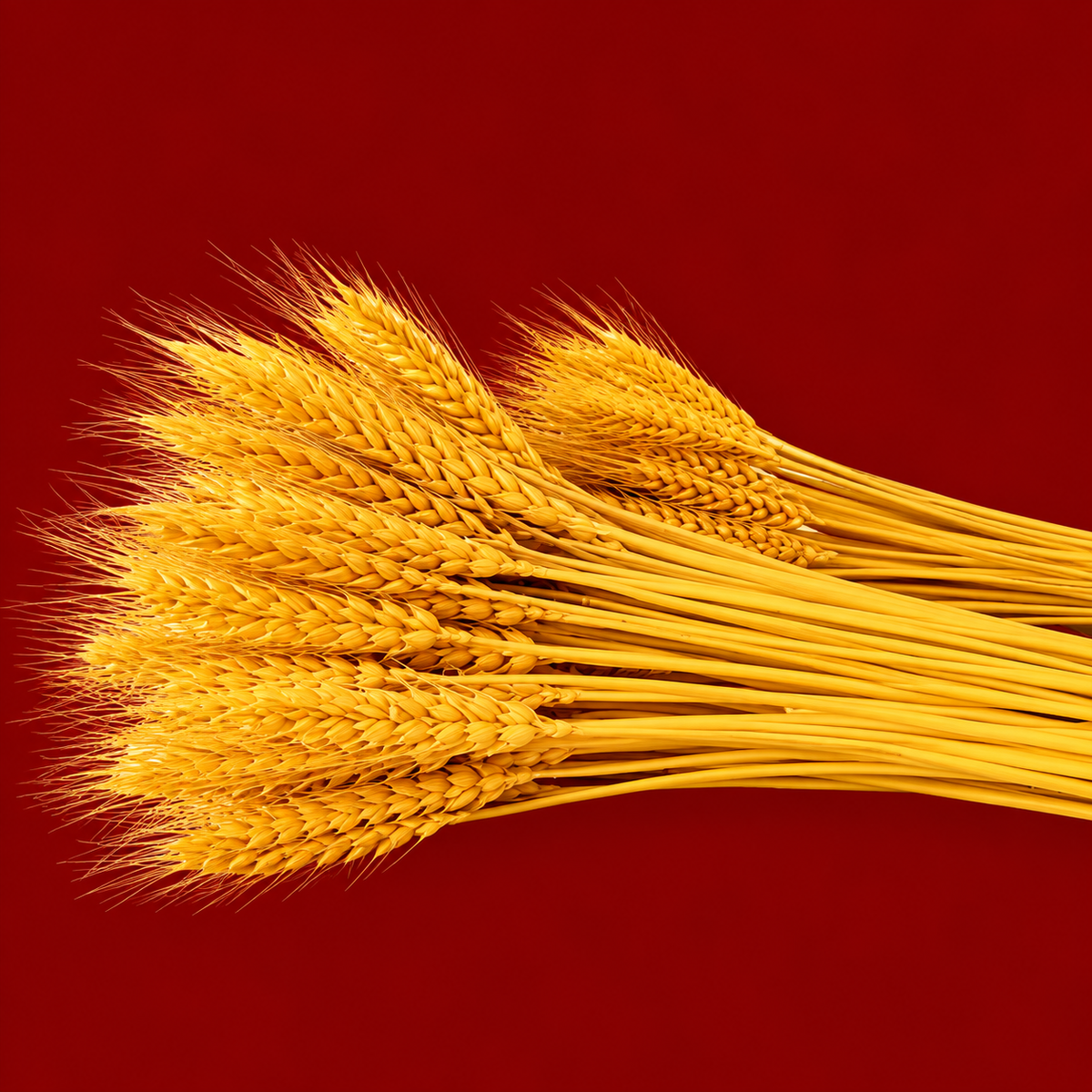 Spighe di grano