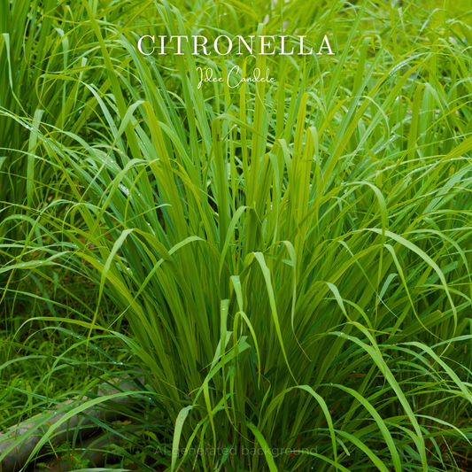 Citronella