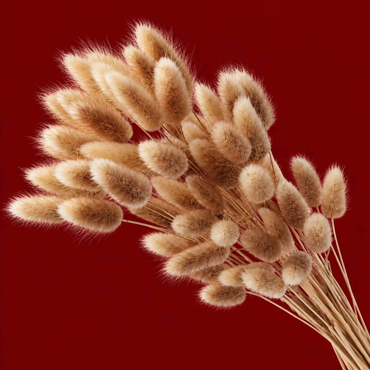 PomPom Grass