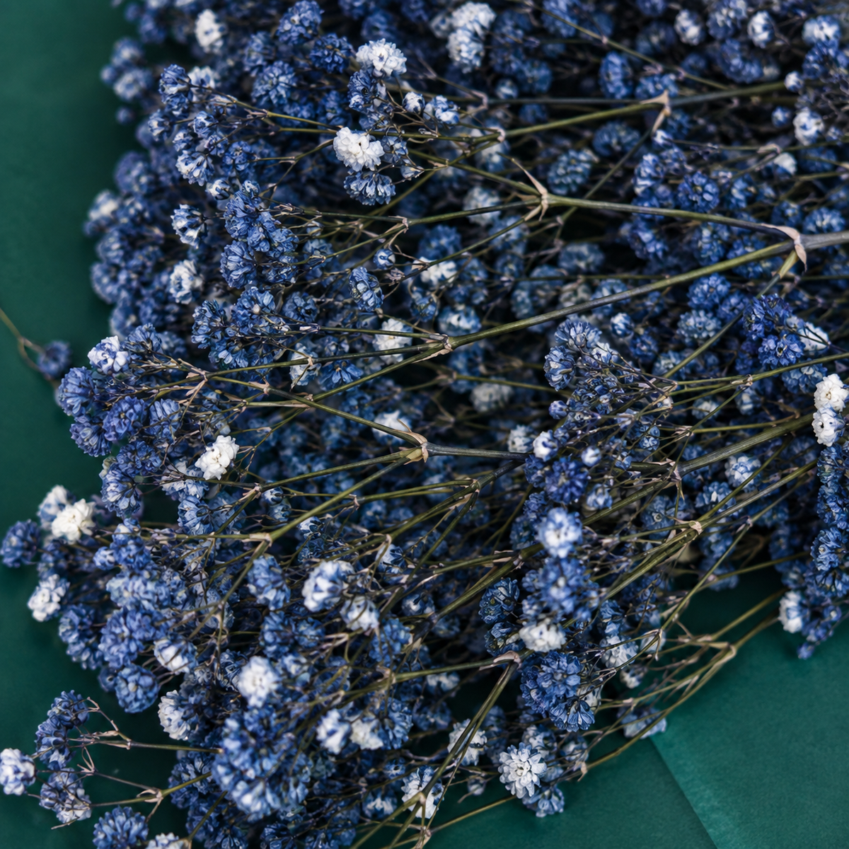 Nebbiolina blu