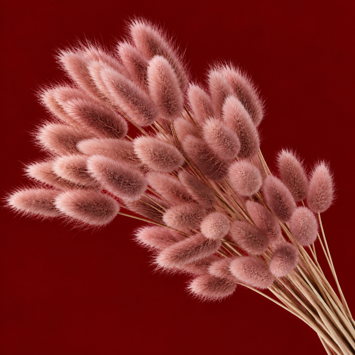 PomPom Grass